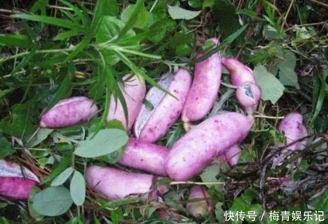 野果|“正在消失”的6种野果,属于纯天然绿色美食,全吃过的人并不多