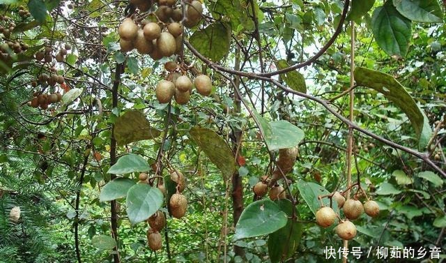 中国|细数“徽文化”“名特产”“徽菜”让您更了解大爱黄山！