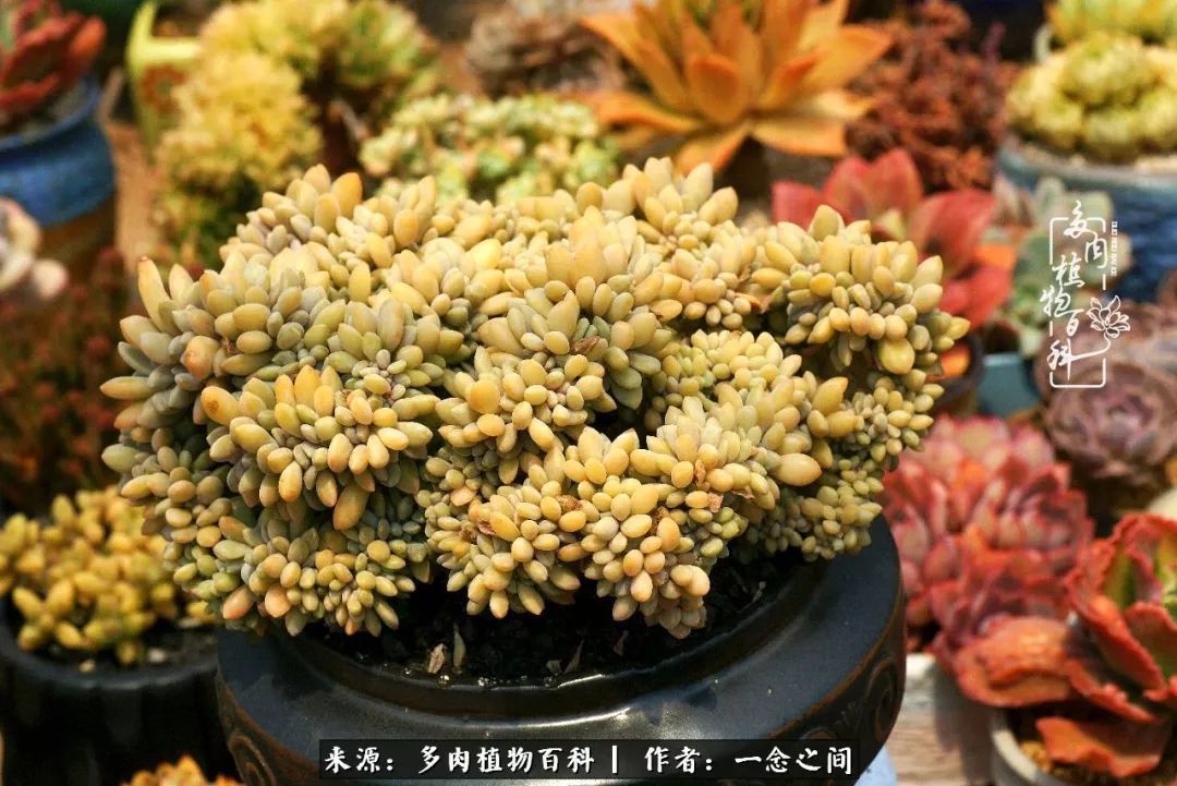 群友聊多肉没有最二只有更二,爆笑百科二群的二货二事!