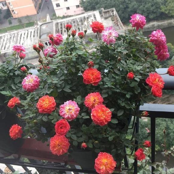 喜欢养花就盆栽月季，此款花期长、易爆盆，一株苗开出多色花