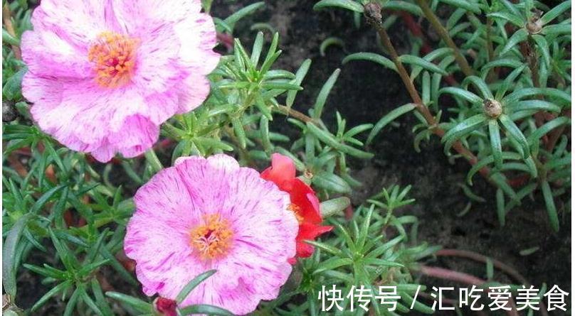 4种花会自我繁殖,盆里栽个小苗,轻松长满一大盆,太省事了