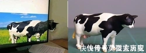 小猫|全球的猫都想屏蔽这个日本人，他到底做了多少沙雕手办？