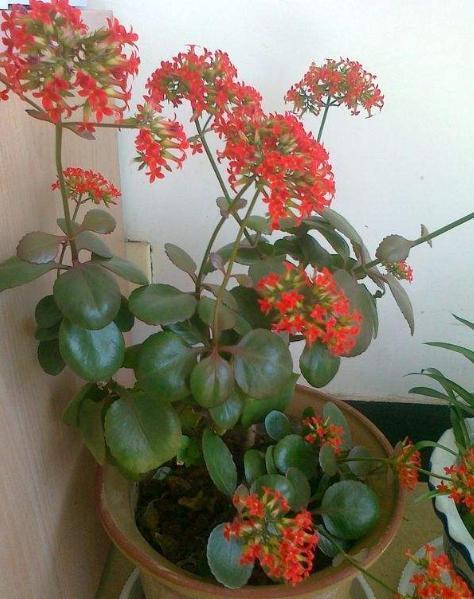 3种脾气很古怪的花，花盆越小长得越好，养护的人要注意