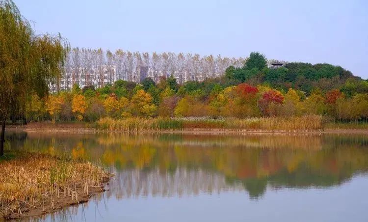 银杏|霜降枫红银杏黄，黄龙湿地公园染秋色