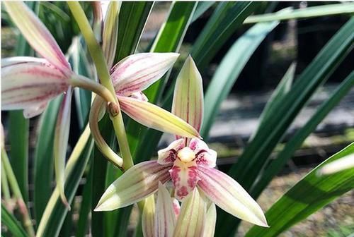  花色|建兰铭品“黄金彩虹”，勤花勤草，芳香四溢，花色多变如雨后彩虹