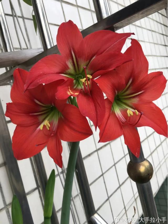 朱顶红美起来，就没其他花什么事儿，27个品种一个赛一个的美