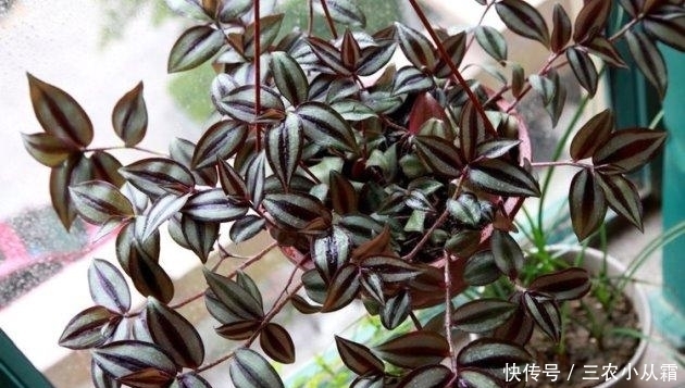 这些耐阴的室内植物, 越荫蔽长越旺, 叶子绿得冒油!