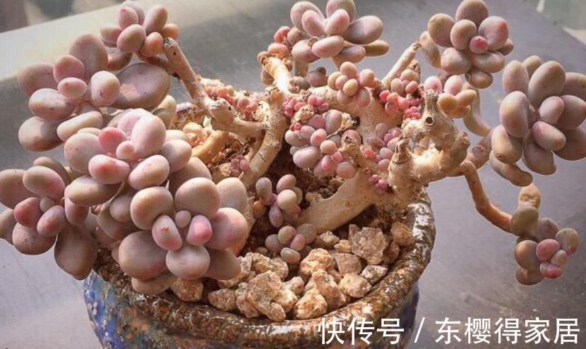 浇灌|浇水是个难点,没有摸清这些要求,多肉烂根黄叶、没精神