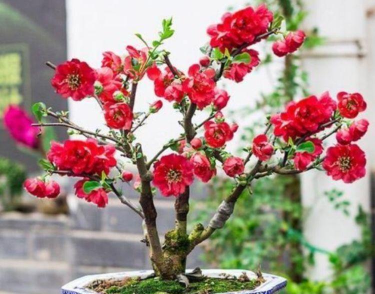 几款花卉养在家里,花开媲美玫瑰,花朵姿态万千,美极了