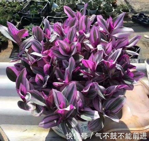 绿萝吊兰扔了吧，阳台养4种花，它们非常好养，叶子比花还好看