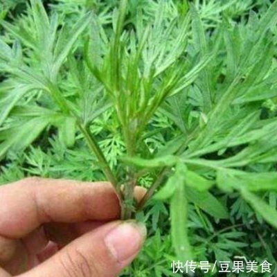 好吃的艾草青团，是不是很有食欲呀