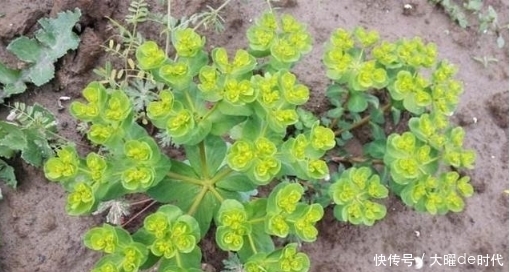 药草|农村常见的草药有哪些?我找到6种,看看你熟悉吗?