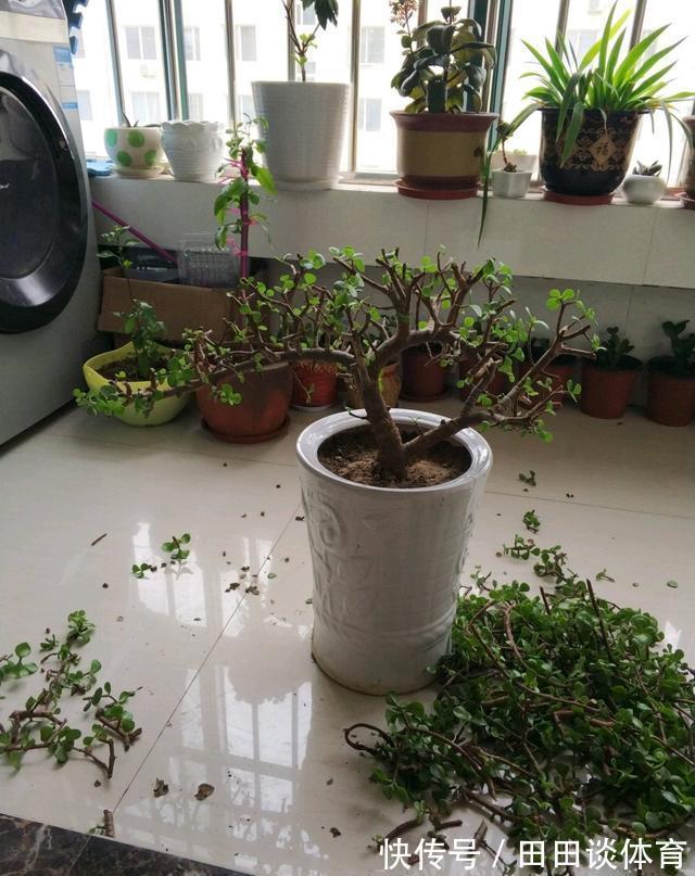 9种“吉利花”,优雅又大气,转运又富贵,养在客厅太“旺家”