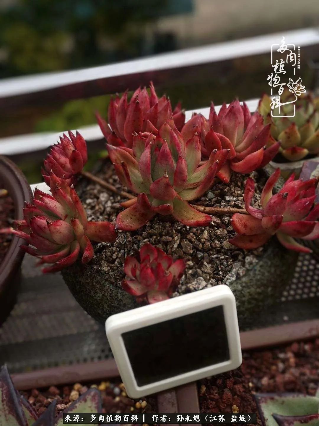 养多肉三年多九万里悟道,终归诗酒田园!