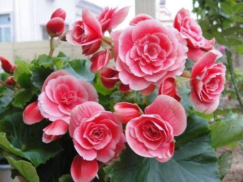 家养丽格海棠，浇水有“妙方”，学会这几招，轻松开满盆