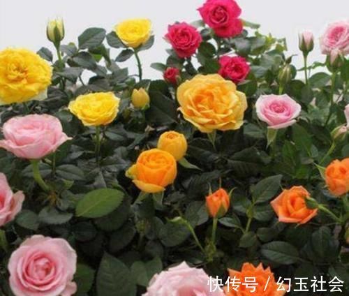 玫瑰花界|3种花深受花友的喜欢,沾土就能活,开花就爆盆,不易生病好养护