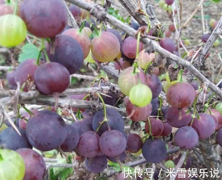 价值|谁还记得这种“虫不爬”的野果?目前价值很高,请珍惜