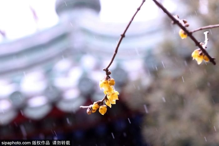 全北京的蜡梅都开了？今天继续推荐网友分享的蜡梅盛开之地，全在北京中心区！