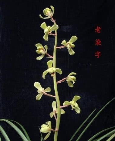 蕙兰老八种都有谁?除了常见的程梅和大一品,其他六种是什么?