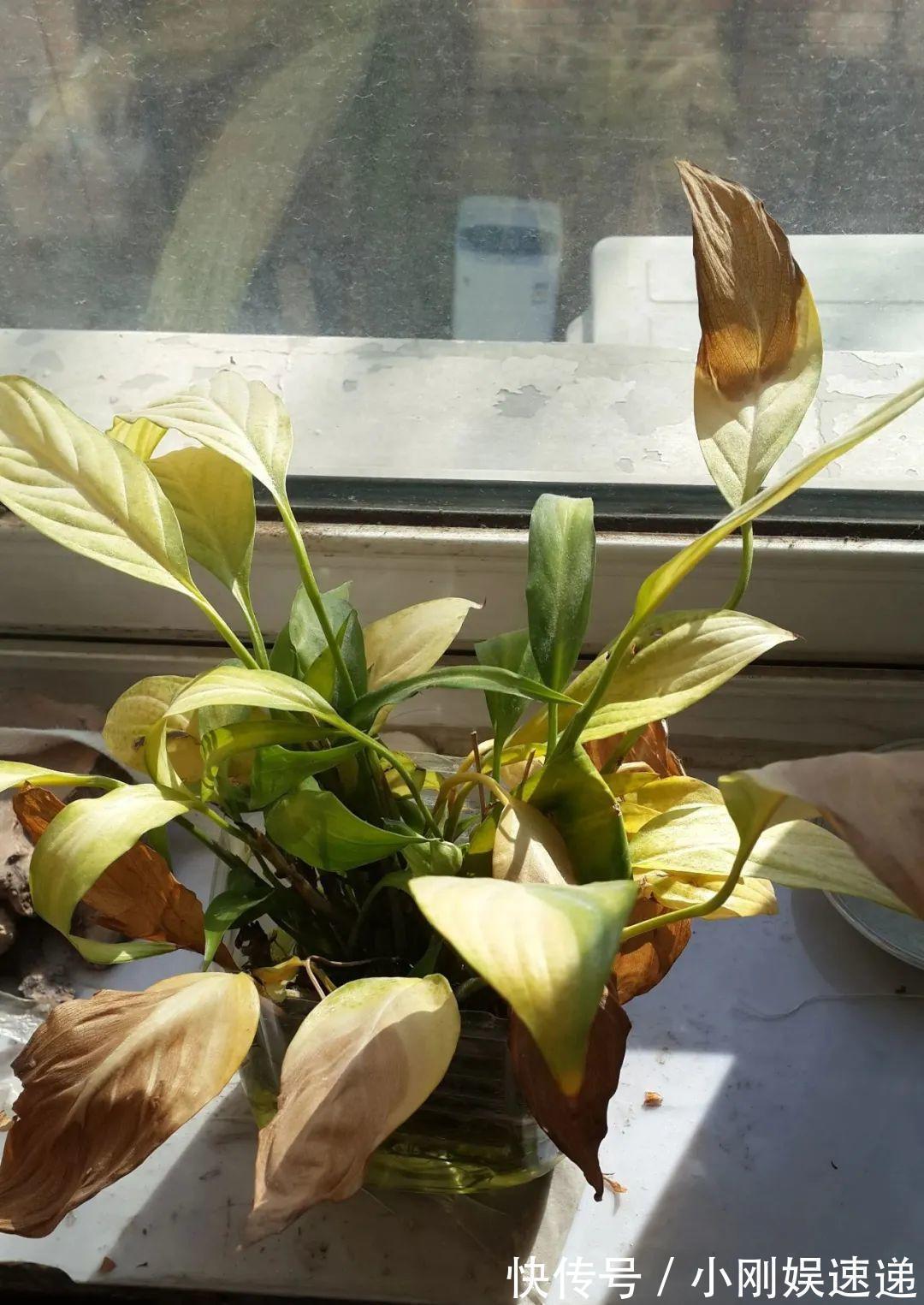 叶片|10种花特怕晒,越晒越黄叶,搬阴凉地儿才能活!