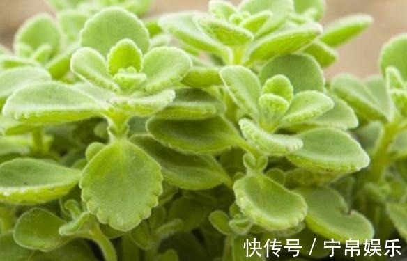 大肥|养了“碰碰香”,注意这“2处”,叶片亮、根系旺,一整年香喷喷