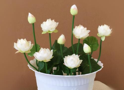 养花有“4要求”,不懂得的人,别再说自己会养花了