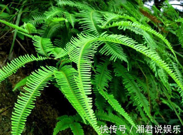 此植物叫芒萁，以前是烧火的好材料，现在被遗忘，越来越少见了