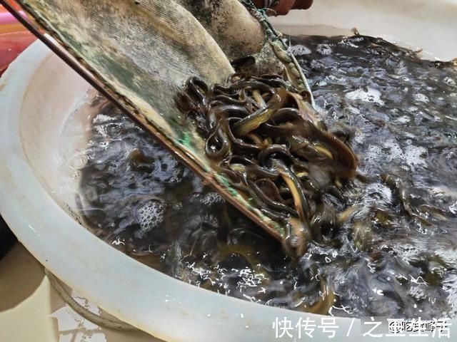 人称“水中人参”,怎么做都好吃,乡下人都吃过,可惜沦为放生鱼