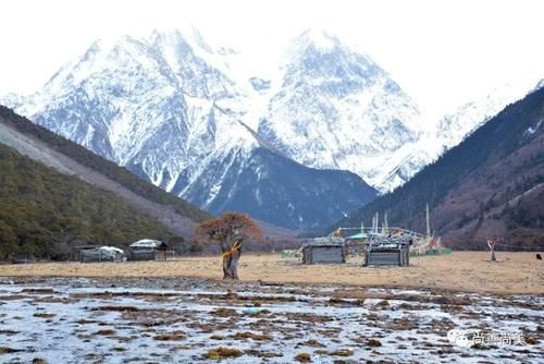 梅里雪山脚下的沙棘树