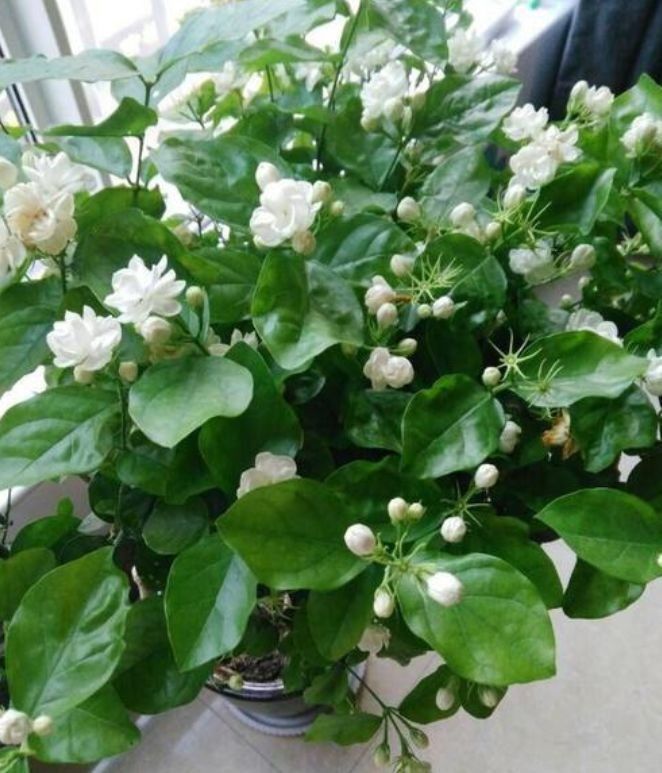 茑萝茑萝|4种花最适合养阳台,一次开花300朵,每天都有漂亮花赏