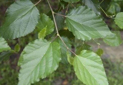 桑叶|夏季乡下常见的树叶，是治疗高血糖的良药，常吃血糖会蹭蹭往下降