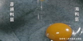 央视|央视“曝光”的海鸭蛋,这油到底是什么东西流出的“油”能吃吗