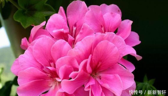 夏天就养这种花,越晒生命力越强,花色丰富,娇艳欲滴