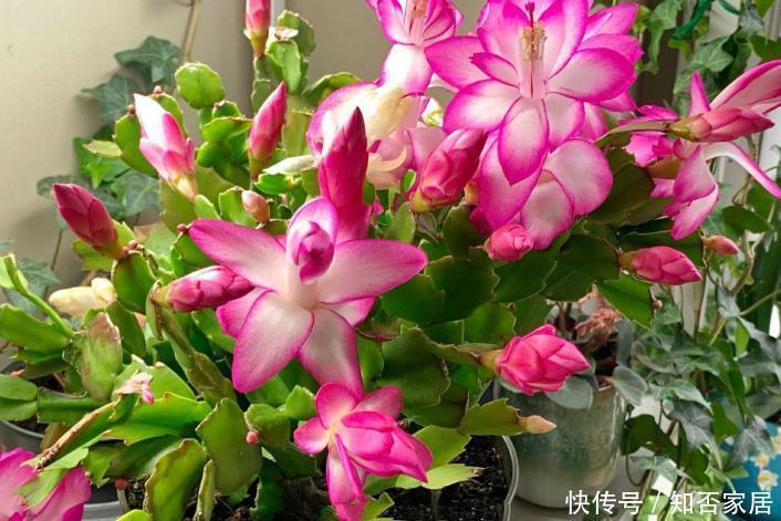 蟹爪兰2次开花数量少?花后5步不能少,做好轻松开爆盆!