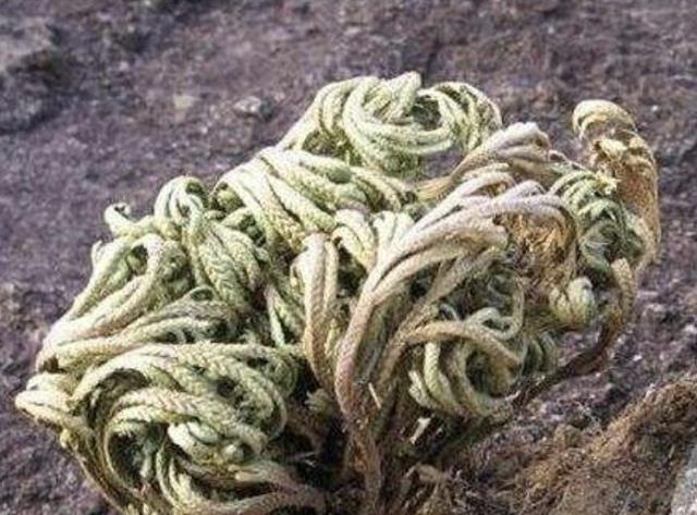 1种野草“很特别”,长在“石缝里”,挖回家种,2年后有价值!