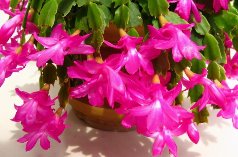 骨粉肥|养蟹爪兰，怎么催花？没有磷酸二氢钾就用它，1个月1次