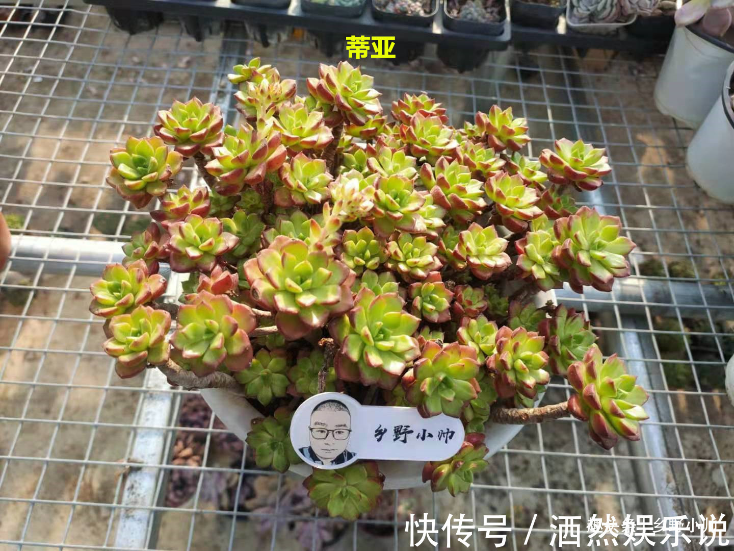 肉肉|多肉迟迟不长新根，有以下4个原因造成，看完长知识了