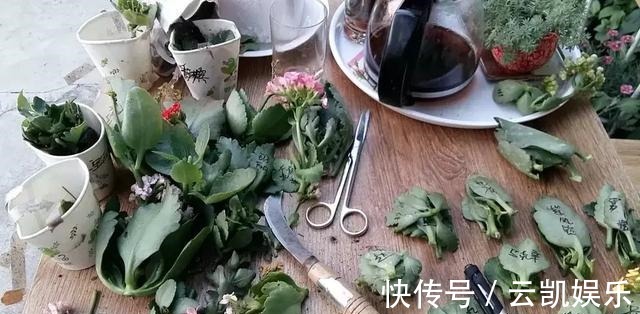 营养土|3种花现在扦插超容易,1周就能生根发芽!1个月后变养花大户!
