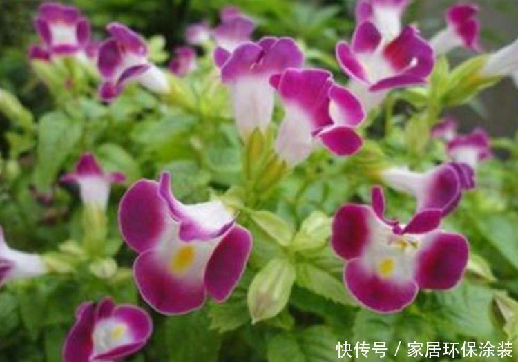 4款花卉,花大色艳花期长,养客厅一盆,香飘四溢