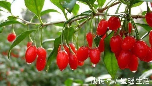 贫血|预防身体变老,不妨吃几种食物,改善贫血,淡化色斑,延缓衰老