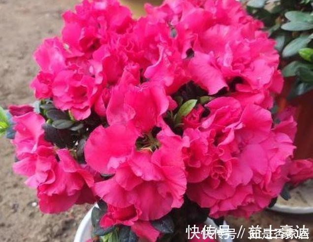 山茶花|4种花很耐养,沾土就能活,越懒养长得越好,给点阳光就爆盆!