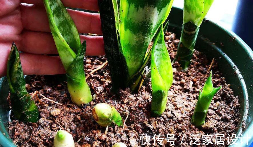 氮肥|这种自制高氮肥，用好了，比淘米水、啤酒水效果好得多