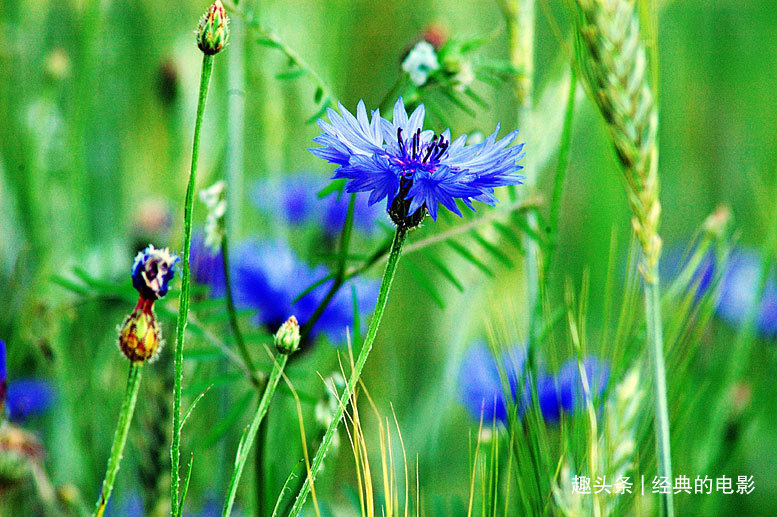 此花色彩清丽花型优美，细致可爱清新幽雅，是代表幸福的花卉