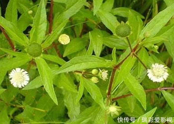 墨汁草|田间一野草，止血效果快，还是农民常用的“染发剂”，别小瞧了！