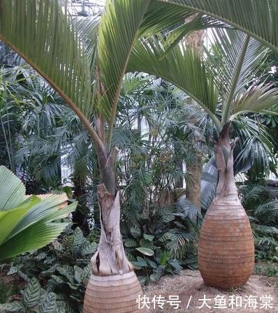 世界十大奇异植物!太妙了!