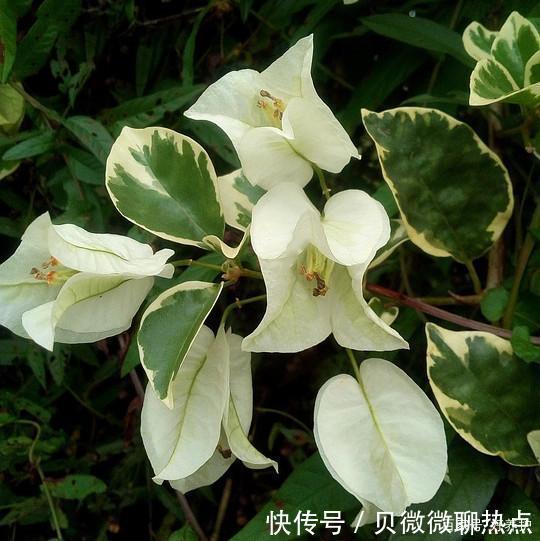 盘点三角梅十大常见品种,哪一种最名贵