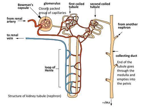 酸碱平衡|肾功能是什么?肌酐又是啥?血肌酐增高是否意味着肾功能不好了?