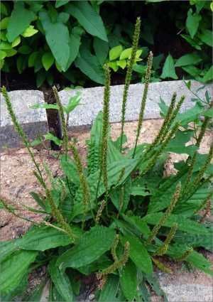 农村随处可见的野草,不但能清热祛湿,还能做成美食,你吃过吗