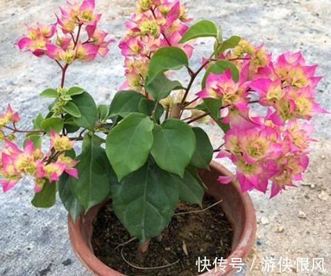 三角梅开完花后怎么养殖复花快,别太懒,勤做3件事