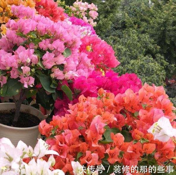 光辉岁月|5种“漂亮花”,40度高温依然爆花球,开花200天,越热花越多